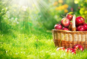 apple, basket, grass, sunlight