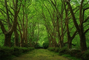 green, tree, naturals, path