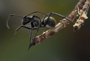 ant, macro, branch, animals