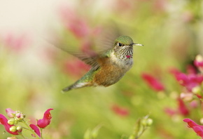 , , ,  , hummingbird