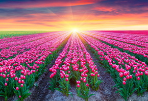 tulips, sunrise, sunshine, plants, sky, clouds