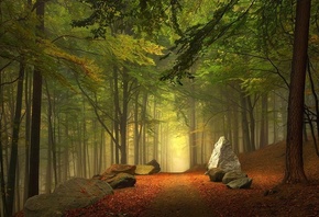 paths, stone, trees, forest