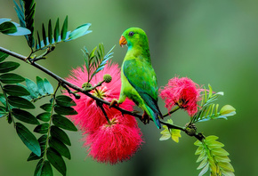 parrot, plant, branch, green