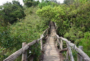 bridge, wood, forest, trees, green