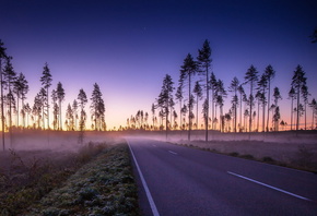 road, palm trees, mist, morning