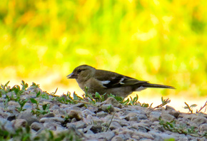 #Bird, #Yelow, #Beuty