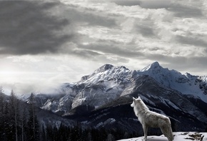 wolf, mountains, winter, snow, snowing