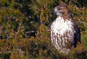 , , Red-tailed, hawk, 