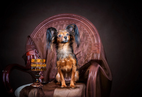 , , ,  , Russian, toy terrier, 