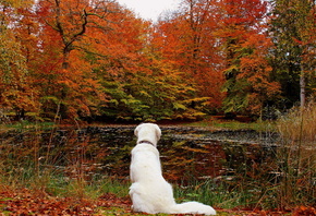 autumn, dog, leaves, forest