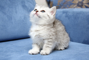 White kitten, sofa, looking