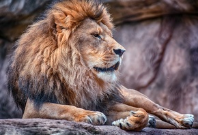 LION, , 