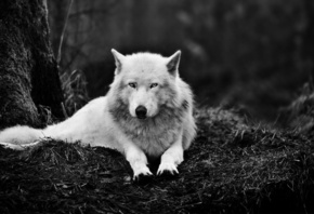 , wolf