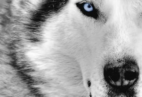 , wolf