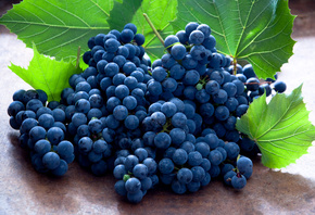 Виноград, фрукты, синий Виноград, фрукты, синий