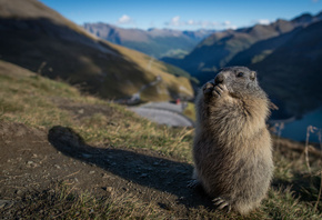 , , Marmot, 