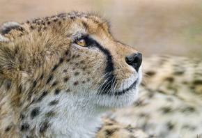 , Tambako The Jaguar, , 