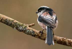 , Long-tailed tit, 