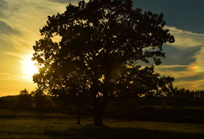 sunset, oak