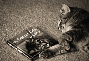 , The Secret Life of Cats, , , 