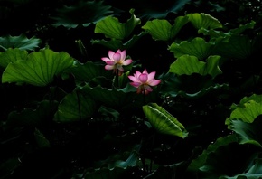pound, flower, leaves, , , blossom, Lotus, , water, , 
