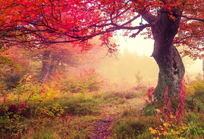 , , autumn, leaves, forest, 