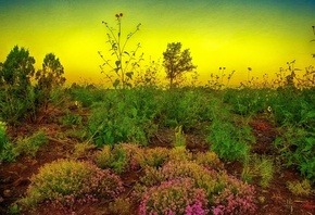 Monsoon Poem, Show Low, Arizona, , , 