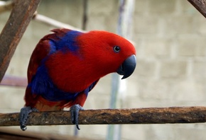 , ,  , , electus parrot, Eclectus roratus, Ga ...