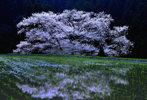 , sakura, Cherry Blossoms, , , 