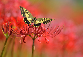 butterfly, background, flowers