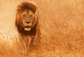 , Lion, , 