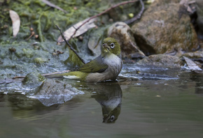 , , , , , ,  , silvereye