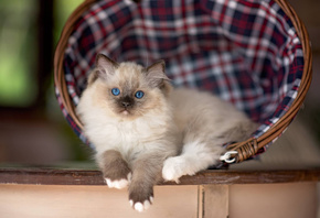 , , , Ragdoll, 