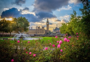 England, London, roses, Big Ben