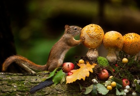 Andre Villeneuve, , , , , , , ,  ...