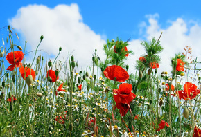flower, camomile, poppy, clouds, summer