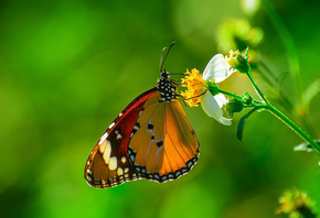 , butterfly, , , 