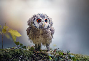 Tanja Brandt,  , , , , , 