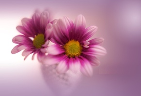 flowers, oldlens, classic, glass, perple, bokeh, Yayoi.Sakurai