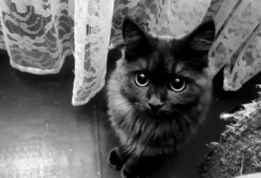 Cat, eyes, black, white, , -, , , , ,  ...