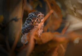 Tanja Brandt,  , , , , , 