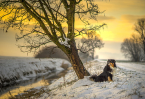 snow, river, dog, sun, tree, sunset, australian shepherd, canine, sunlight, road, winter
