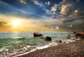 seagulls, stones, Crimea, horizon, the sky, the sun, clouds, sea, coast, da ...