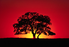 tree, rays, silhouette, the sky, horizon, sunset