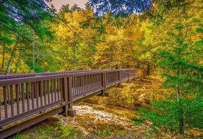 Bridge, Autumn, Trees