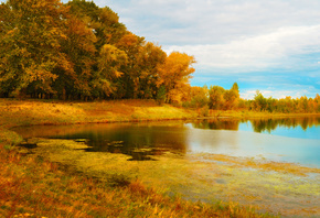 trees, lake, autumn, gold