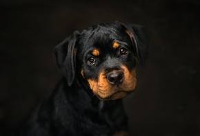 Rottweiler, , 