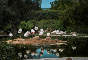 , , , , water, reflection, flamingo, birds