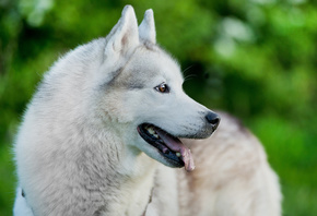 Husky, Siberian Husky