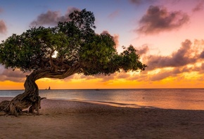 sunset, landscape, nature, tree